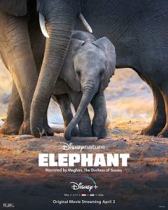 Elephant (2020) WEB-DL 1080p HD