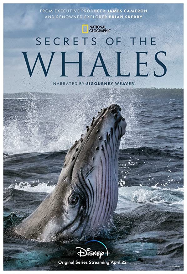 Secrets of the Whales (2021) Miniserie de TV 720p HD