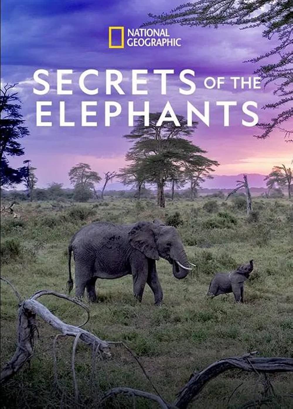 Secrets of the Elephants (2023) Miniserie de TV Primera Temporada 720p HD
